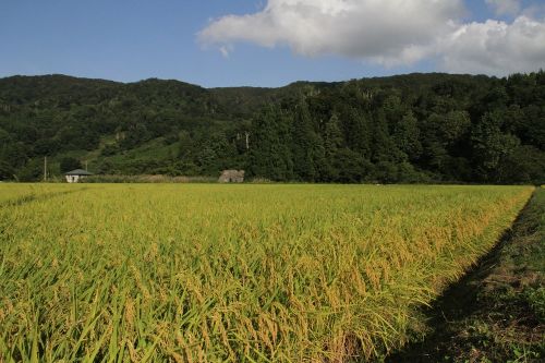 小国桜川　純米大吟醸（720ml）