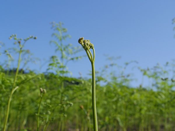 【先行予約】採れたて山菜　生わらび　1kg×1束　限定150