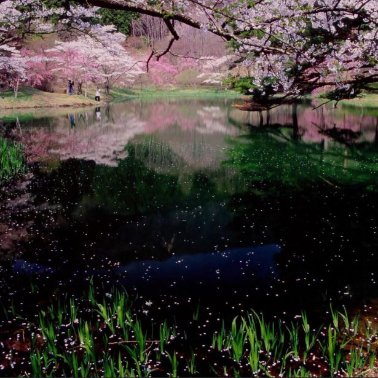 桜の名所「半田山自然公園」