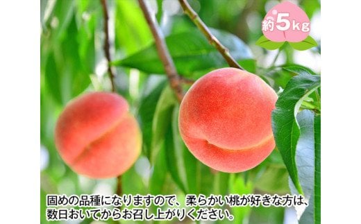 No.142 もも（幸茜）　特秀5kg　桑折町産　JAふくしま未来　桃 ／ モモ 果物 フルーツ 福島県 特産品