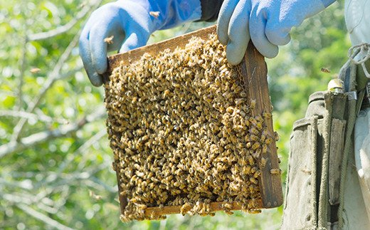 純粋百花蜜 1000g 富岡国産純粋はちみつ							