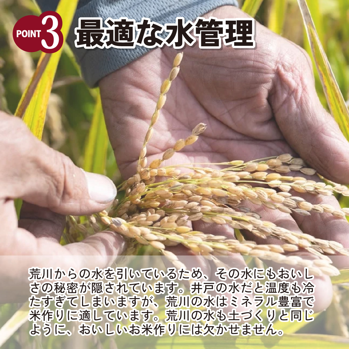 【令和6年産】埼玉県産　彩のきずな　10kg（5kg×2袋）