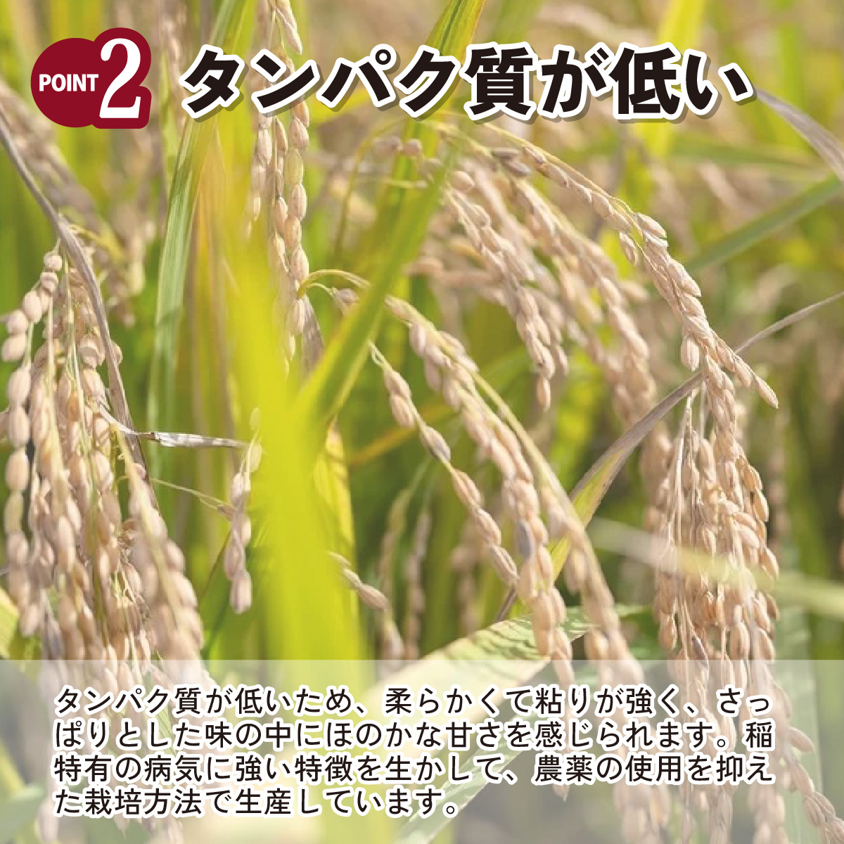 【令和6年産】埼玉県産　彩のかがやき　5kg