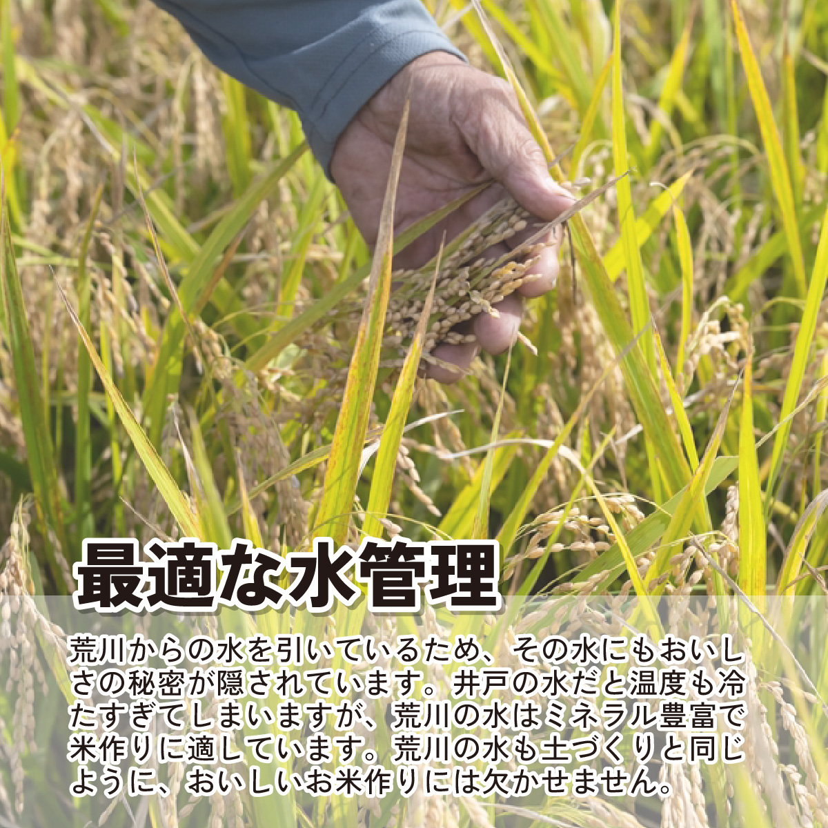 【令和6年産】埼玉県産　彩のかがやき　彩のきずな　食べ比べセット【合計10kg】（5kg×2袋）