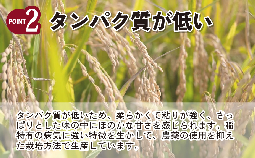 【令和6年産】 埼玉県産 彩のかがやき 10kg (5kg×2袋) | 米 おこめ お米 こめ コメ ごはん ご飯 白飯 ゴハン 白米 精米 特産 ブランド米 10キロ 米 ごはん 健康 おいしい kome 和食 安全 安心 大粒 弾力 甘み 旨み 粘り おすすめ TKG 卵かけご飯 おにぎり おむすび うめ 鮭 海苔 コシヒカリ 化粧箱 贈答 ギフト プレゼント 埼玉県 北本市