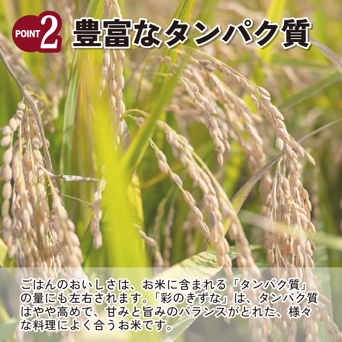 【令和6年産】埼玉県産　彩のきずな　10kg（5kg×2袋）