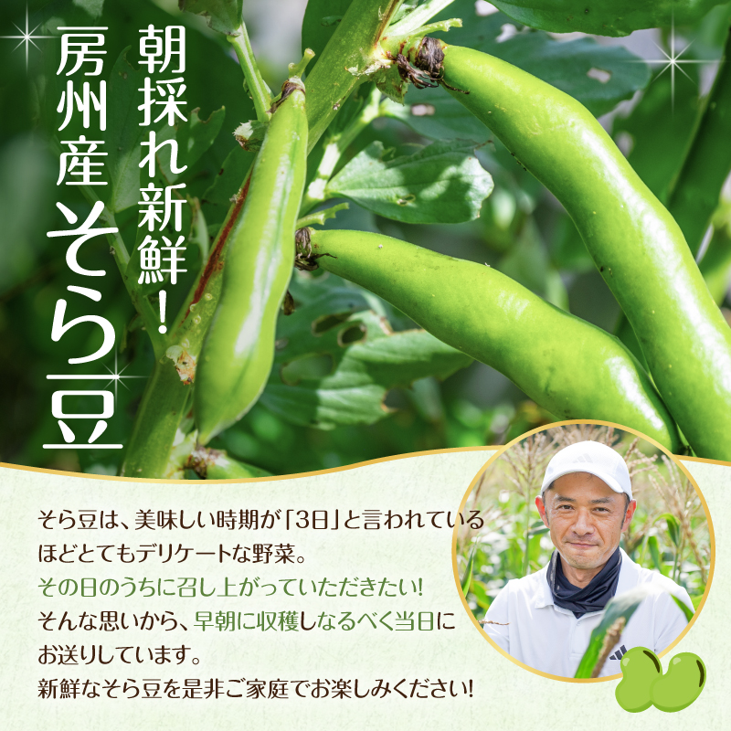 【先行受付 2025年4月25日頃～5月中旬発送予定】朝採れ房州そら豆3kg 【野菜 豆 塩茹 そら豆ご飯 パスタ 春巻き ポタージュ おつまみ】