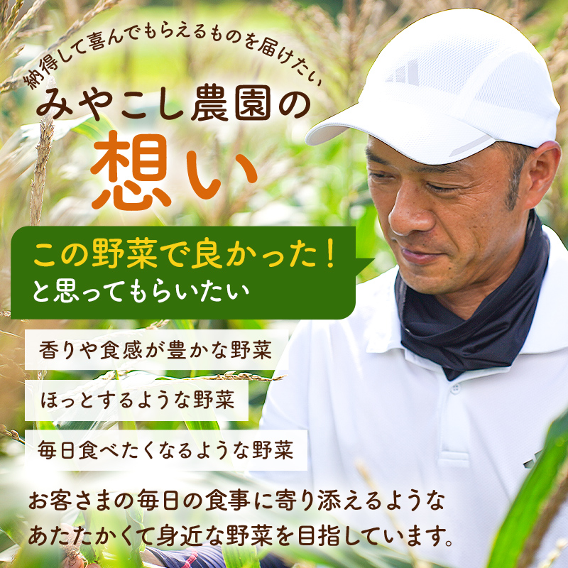 【先行受付 2025年4月25日頃～5月中旬発送予定】朝採れ房州そら豆3kg 【野菜 豆 塩茹 そら豆ご飯 パスタ 春巻き ポタージュ おつまみ】