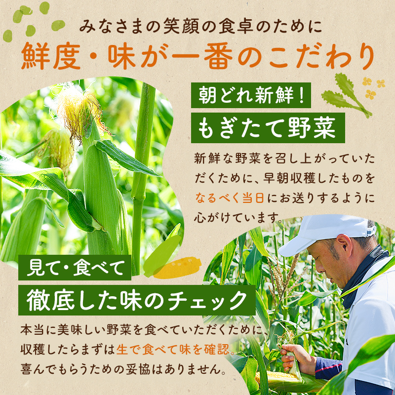 【先行受付 2025年4月25日頃～5月中旬発送予定】朝採れ房州そら豆3kg 【野菜 豆 塩茹 そら豆ご飯 パスタ 春巻き ポタージュ おつまみ】