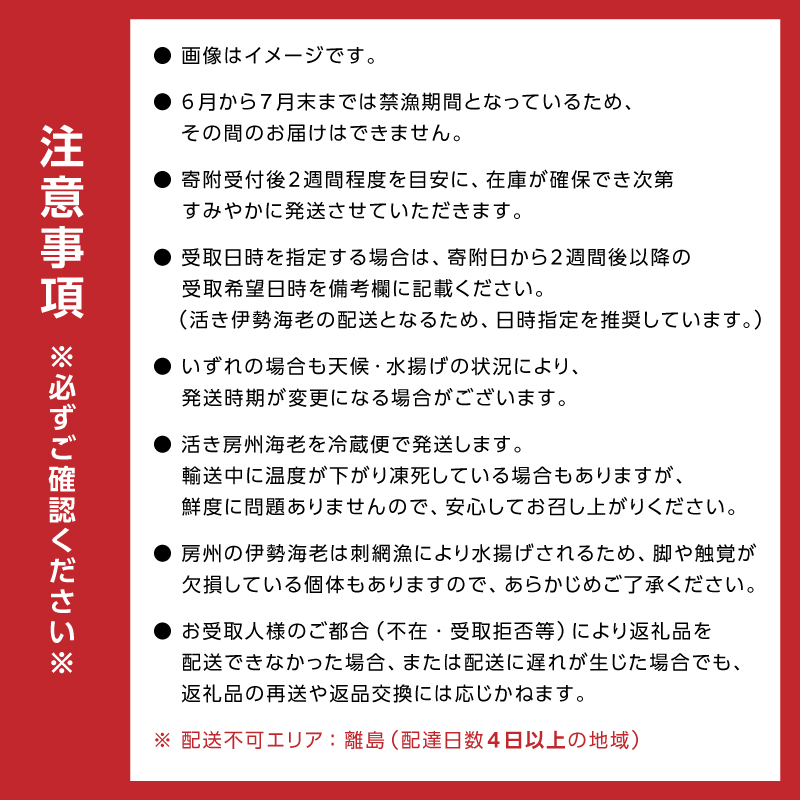 房州産天然伊勢えび　約2kg