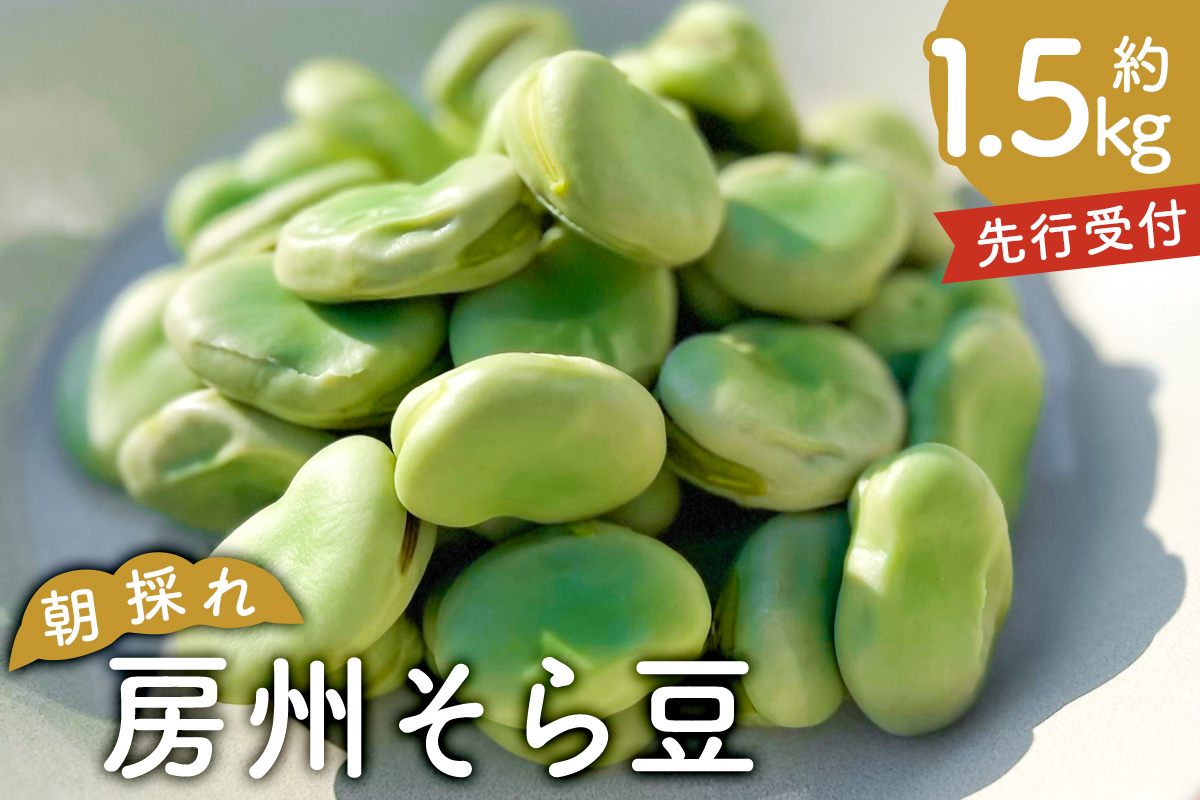 【先行受付 2025年4月25日頃～5月中旬発送予定】朝採れ房州そら豆1.5kg 【野菜 豆 塩茹 そら豆ご飯 パスタ 春巻き ポタージュ おつまみ】