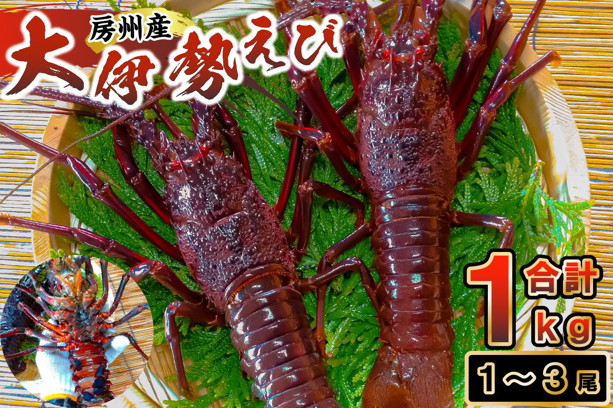 房州産大伊勢えび　約1kg