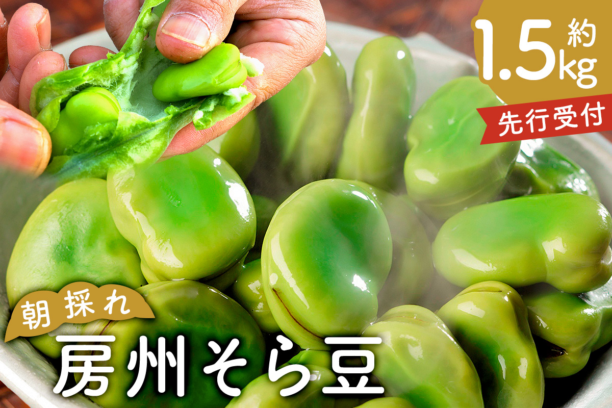 【先行受付 2025年4月25日頃～5月中旬発送予定】朝採れ房州そら豆1.5kg 【野菜 豆 塩茹 そら豆ご飯 パスタ 春巻き ポタージュ おつまみ】