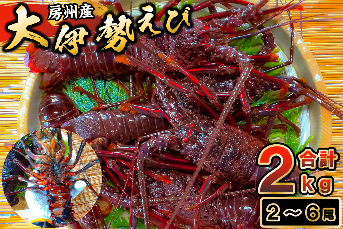 房州産大伊勢えび　約2kg