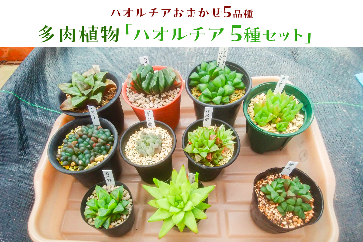 多肉植物「ハオルチア 5種セット」 