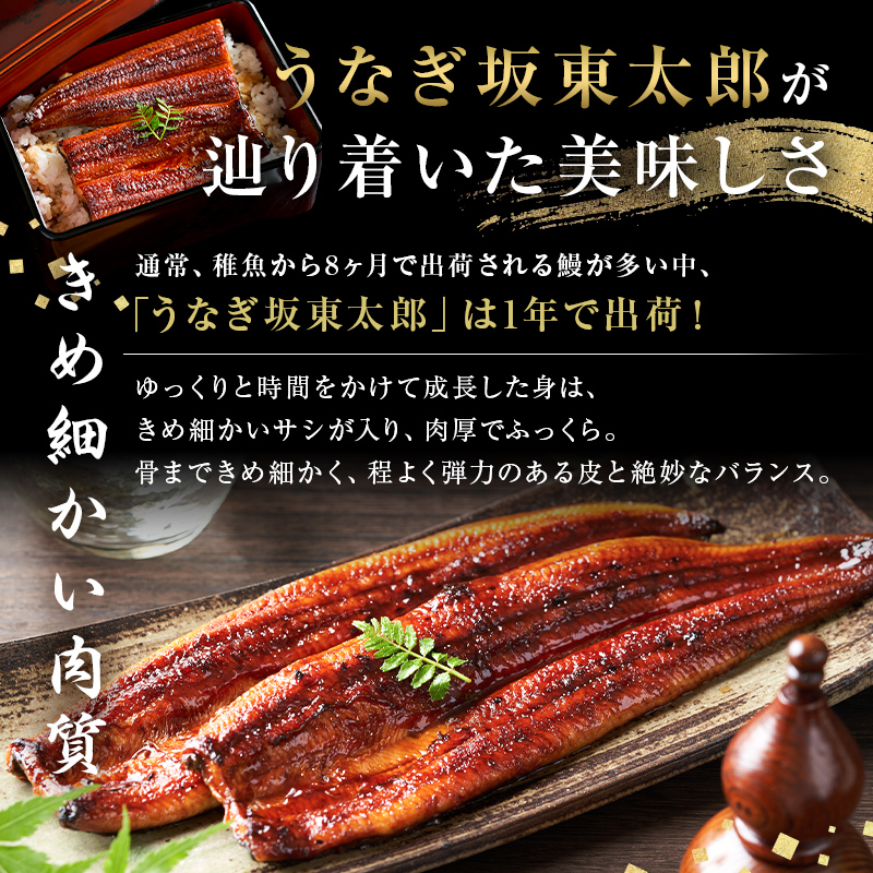 のし対応可能 国産 うなぎ 「坂東太郎 使用」 蒲焼 2串 ・ 白焼 1串 大サイズ 130g前後×3串 