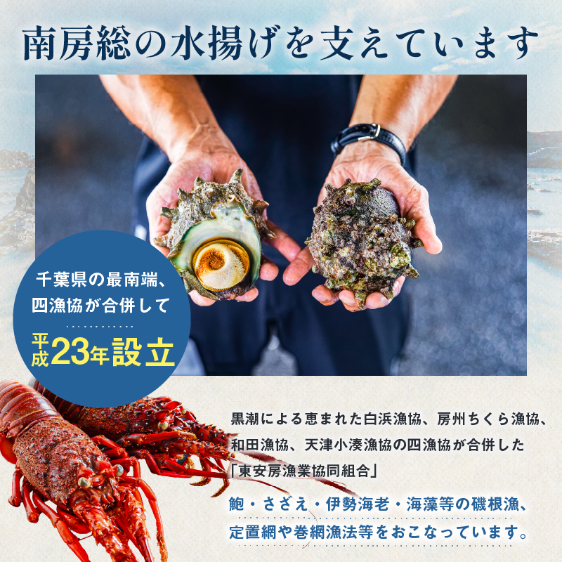 房州産天然伊勢えび　約1kg