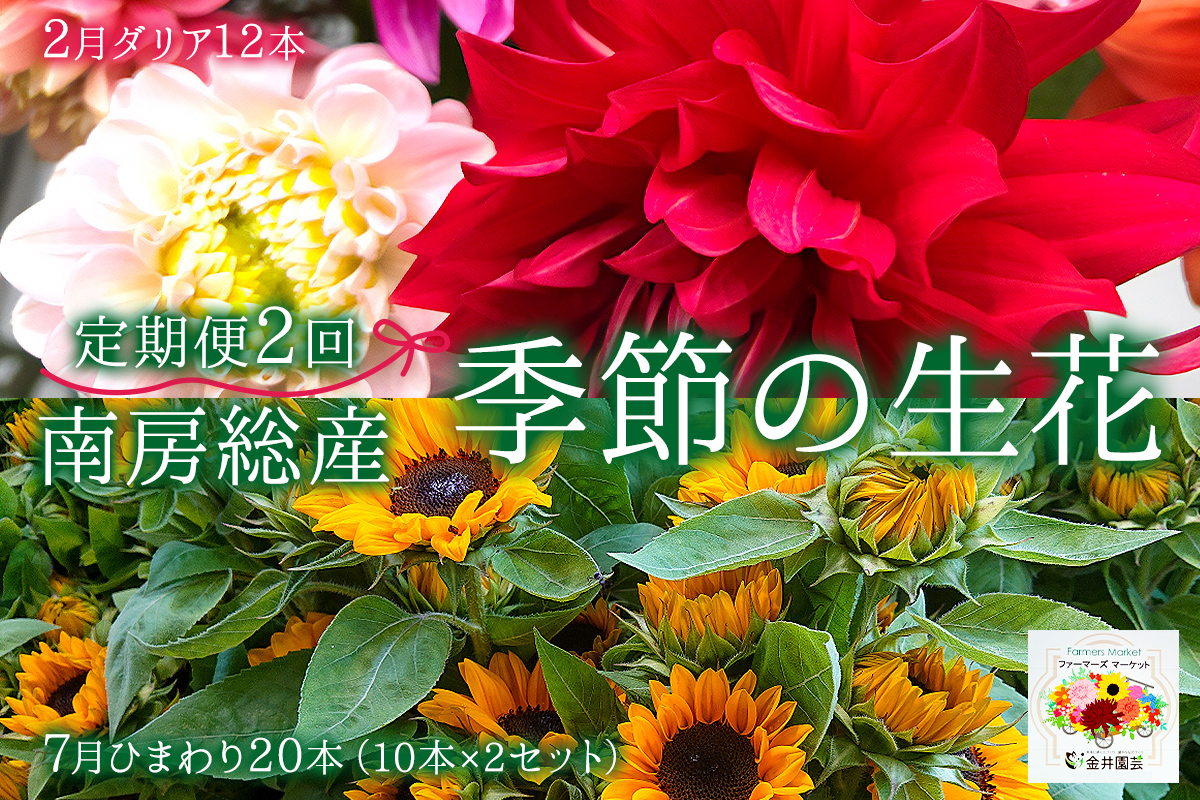 [定期便]2月ダリア12本 南房総産季節の生花2回定期便