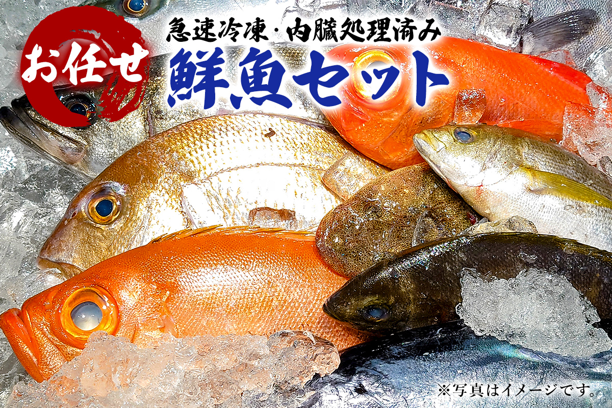 急速冷凍・内臓処理済み　お任せ鮮魚セット 