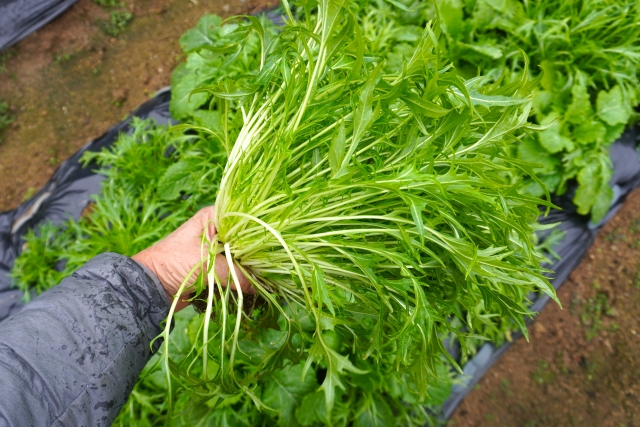 無農薬野菜おまかせセット　※離島への配送不可