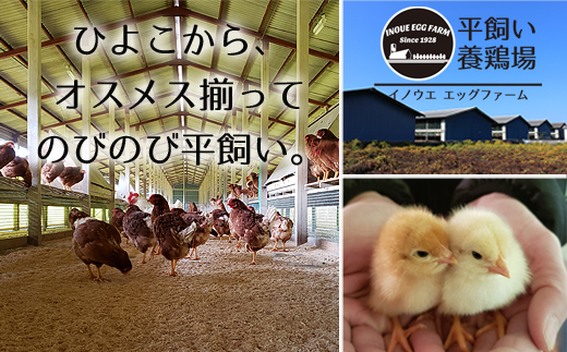 【9ヶ月定期便】《かながわブランド認定》平飼い有精卵さがみっこ 30個×9か月| 平飼い ケージフリー 卵 有精卵 鶏卵 玉子 たまご 生卵 国産 濃厚 コク 旨味 ※離島への配送不可