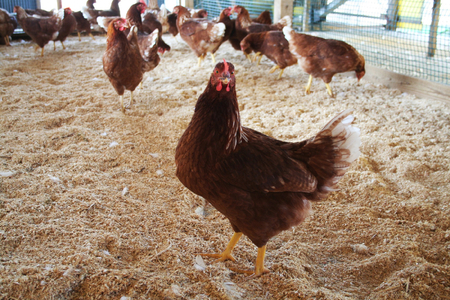 【6ヶ月定期便】《かながわブランド認定》平飼い有精卵さがみっこ 30個×6か月| 平飼い ケージフリー 卵 有精卵 鶏卵 玉子 たまご 生卵 国産 濃厚 コク 旨味 ※離島への配送不可