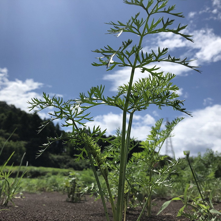 ｔｇｓのにんじんミックスジュース 720ml 12本セット ≪野菜ジュース 人参 ニンジン 野菜飲料 果実飲料 りんご≫ ※離島への配送不可（北海道、沖縄本島は配送可能）