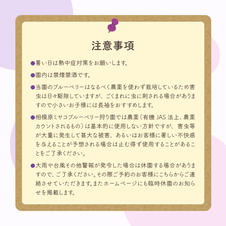 【時間無制限 食べ放題コース】ブルーベリー狩り体験 大人1名 | ブルーベリー 摘み取り 体験 ブルーベリー狩り フルーツ狩り 食べ放題 時間 無制限