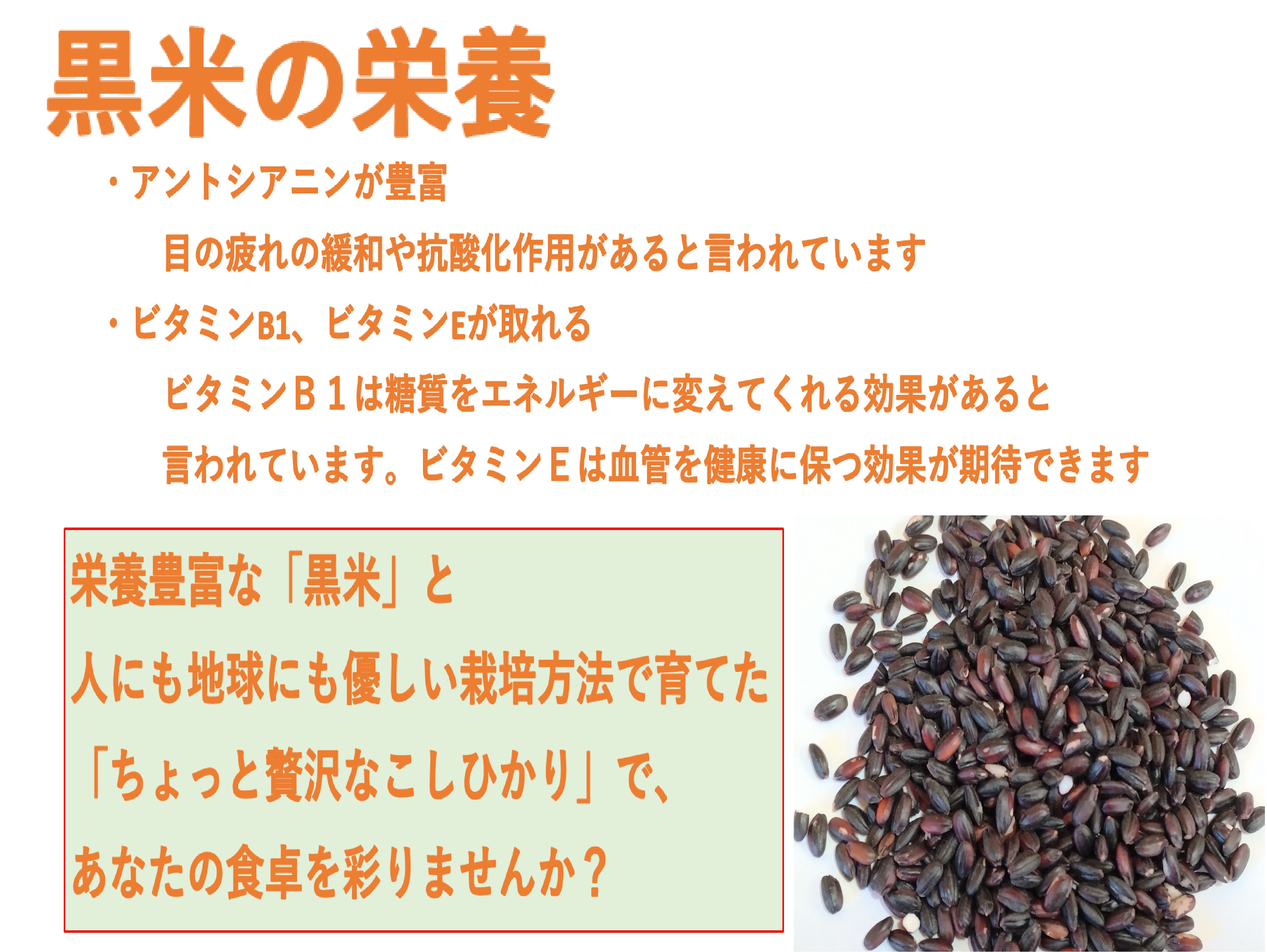 【新米受付・令和6年産米】NA4170 【新潟県岩船産】特別栽培米・ちょっと贅沢なこしひかり4kg＆古代米50ｇセット