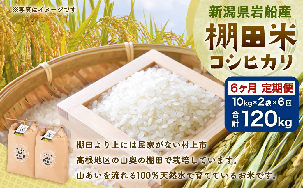 F4009 【令和6年産米】新潟県岩船産  棚田米 コシヒカリ 20kg×6ヶ月お届け 定期便 毎月 お米  白米 こしひかり 精米 村上市