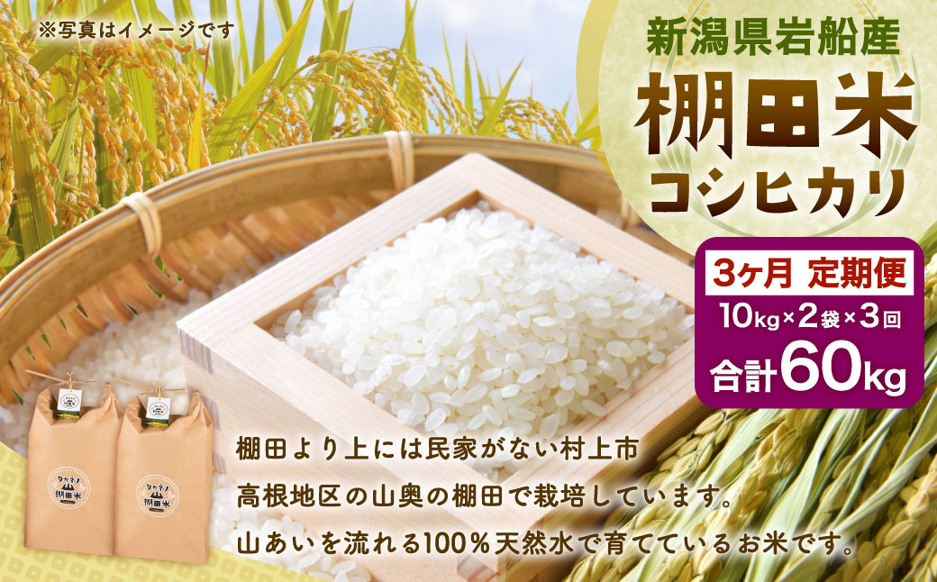 E4012 【令和6年産米】新潟県岩船産  棚田米 コシヒカリ 20kg×3ヶ月お届け 定期便 毎月 お米  白米 こしひかり 精米 村上市