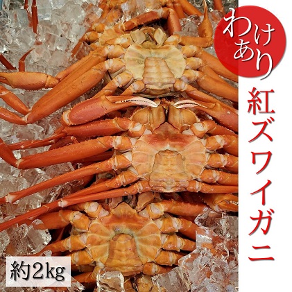 訳あり カニ 魚卸問屋のベニズワイガニ 約2kg 蟹 かに 紅ズワイガニ