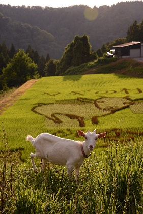 米 令和5年 コシヒカリ 10kg 無洗米 棚田米 (5kg×2袋) ヤギの杜 富山
