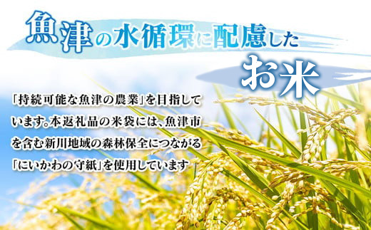 【6ヶ月定期便】【令和6年度米】「魚津のミルキークイーン（晃米）」10kg（白米） ｜ 環境配慮 MK農産 お米 ブランド米 銘柄米 精米 ご飯 おにぎり 産地直送 甘み 粘り もちもち ※2024年10月下旬頃より順次発送予定 ※北海道・沖縄・離島への配送不可