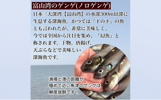 【富山湾深海魚】ゲンゲの干物 2種セット（上干し・生干し　各2袋）ハマオカ海の幸