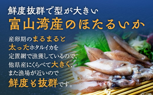 【12か月定期便】ほたるいか 素干し 100枚 ｜ おつまみ 肴 ハマオカ海の幸 定期便 魚貝類 干物 加工品 いかの干物 ホタルイカの干物 お酒のあて 日本酒に合う 晩酌 ※北海道・沖縄・離島への配送不可