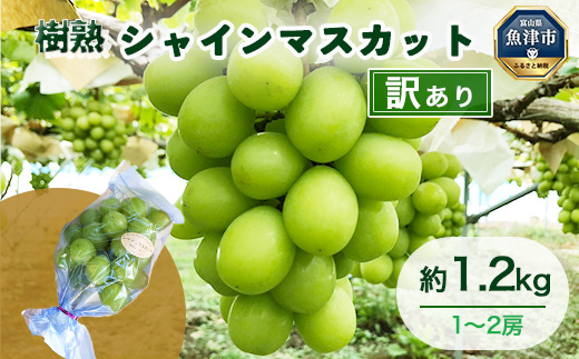 【早期予約】【訳あり】シャインマスカット 約1.2kg 樹熟 1～2房｜富山県産 マスカット ぶどう ブドウ 葡萄　※北海道・沖縄・離島への配送不可　※2024年10月上旬～12月下旬頃に順次発送予定