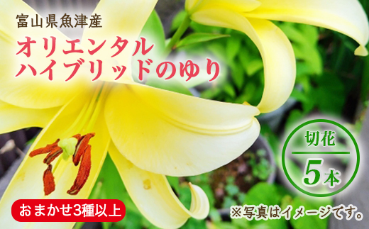 【早期予約】長引野丘陵 花の里 オリエンタルハイブリッド｜ゆり 切花 ※北海道・沖縄・離島への配送不可 ※2025年6月下旬～7月中旬頃に順次発送予定