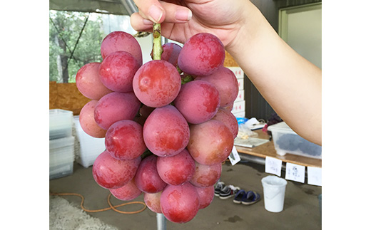 【早期予約】桃山ぶどう園の2種食べ比べ（巨峰・クイーンニーナ）約1.2kg｜フルーツ 果物 ブドウ　※北海道・沖縄・離島への配送不可　※2024年9月中旬頃より順次発送予定