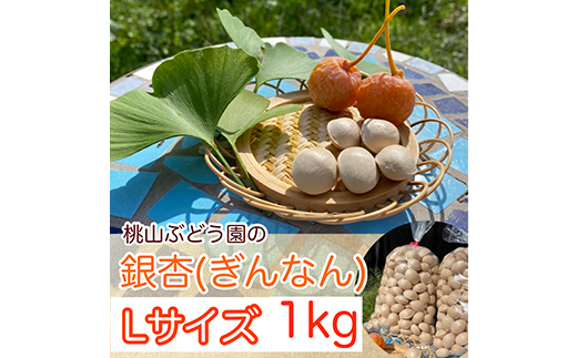 桃山ぶどう園の『ぎんなん(殻付き)』Ｌサイズ　約1kg　※北海道・沖縄・離島への配送不可　※2024年11月上旬頃より順次発送予定