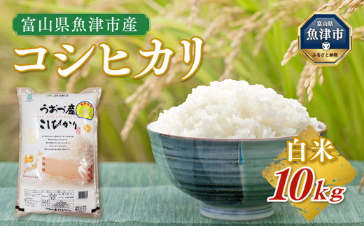 【令和6年度米】米 コシヒカリ 10kg  ※2024年10月中旬頃より順次発送予定 ※北海道、沖縄、離島配送不可