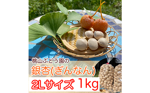 桃山ぶどう園の『ぎんなん(殻付き)』2Lサイズ　約1kg　※北海道・沖縄・離島への配送不可　※2024年11月上旬頃より順次発送予定