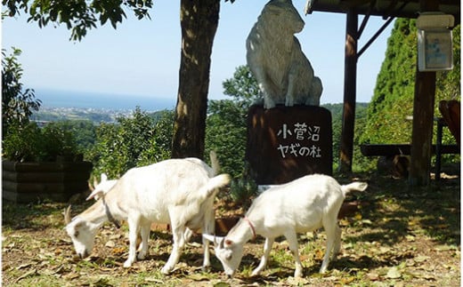 【早期予約】米 令和6年 コシヒカリ 5kg 無洗米 棚田米 ヤギの杜｜富山 こめ コメ お米 おこめ 白米 精米 新米 ※北海道・沖縄・離島への配送不可 ※2024年10月上旬頃より順次発送予定◇