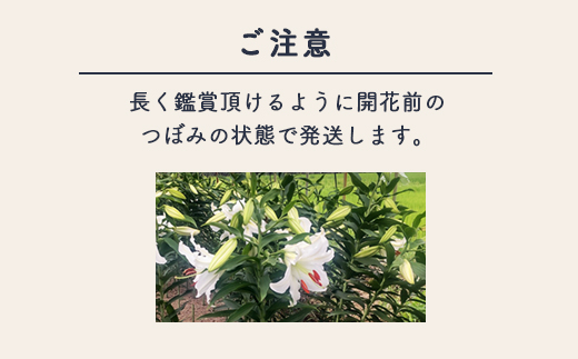 【早期予約】長引野丘陵 花の里 カサブランカ｜ゆり 切花 ※北海道・沖縄・離島への配送不可 ※2025年6月下旬～7月中旬頃に順次発送予定