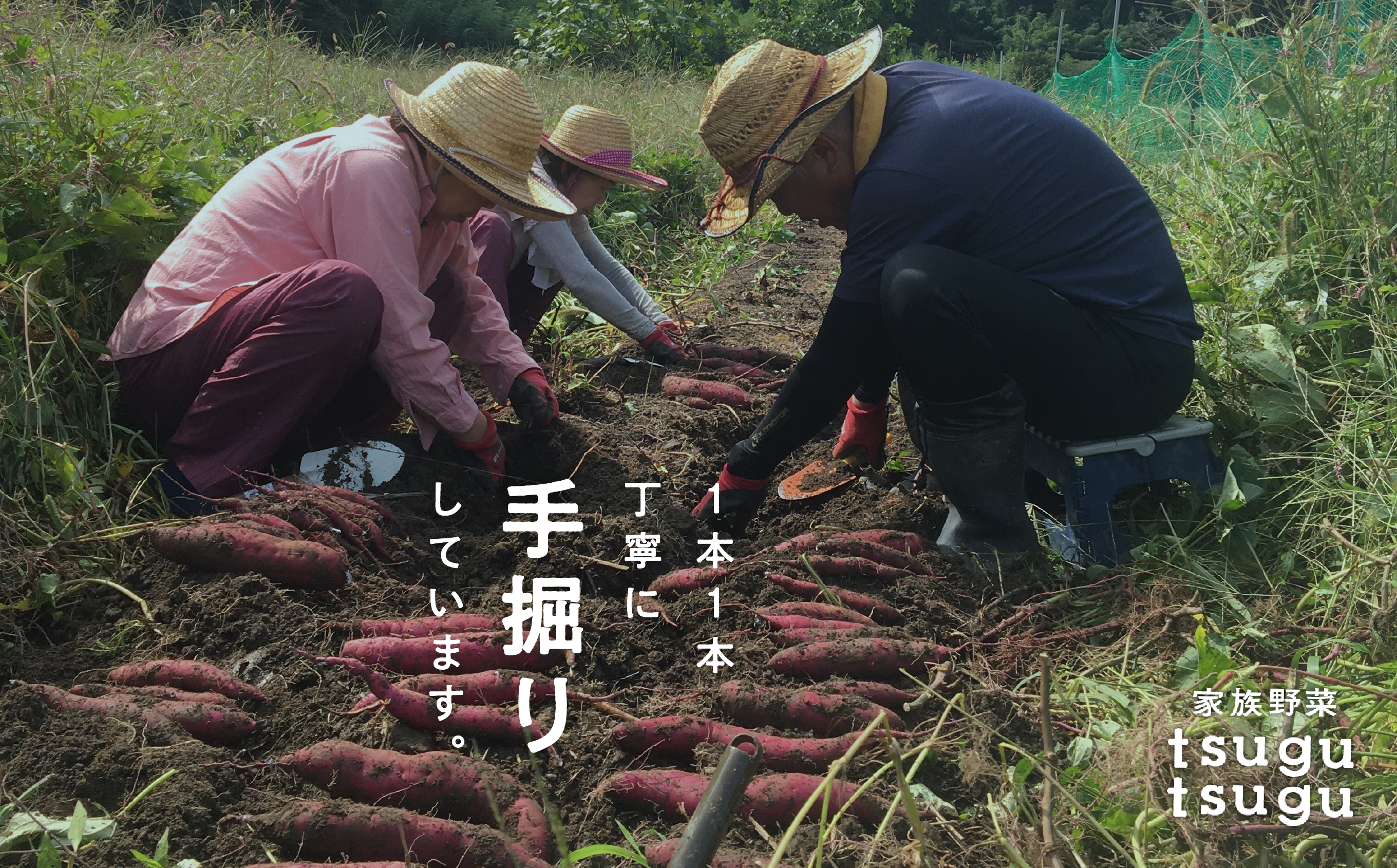 【農薬・化学肥料不使用】ねっとり甘〜い おいもさん（紅はるか） 2.5kg