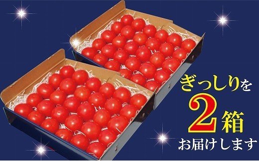 014002. 【人気のスイーツトマト】本田農園のかがやきトマト2箱（約70個）