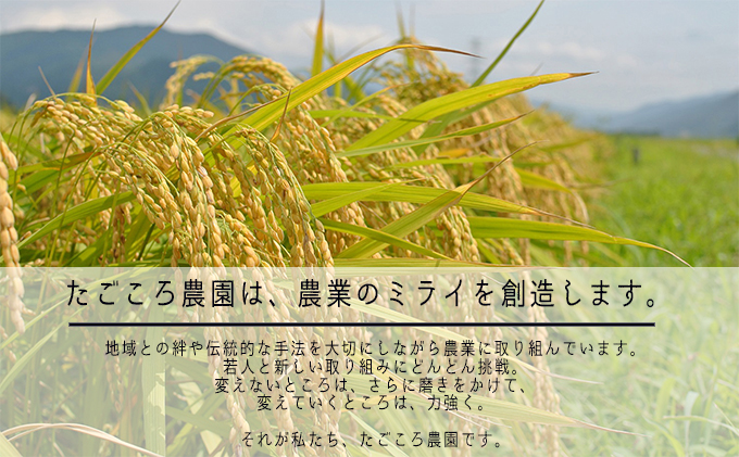 【6ケ月連続お届け】令和6年度産 新米 先行予約 コシヒカリ 10kg 一等米 米 お米 おこめ こめ コメ 白米 精米 ご飯 ごはん たごころ農園 福井県 福井