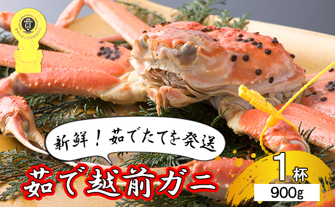 期間限定 茹で 越前ガニ 約900g以上 1杯 年内届け 食通もうなる本場の味をぜひご堪能ください 茹でガニ 越前カニ 越前蟹 ズワイガニ カニ 蟹 ボイルカニ ボイル蟹 魚介 海鮮 限定 福井 福井県 若狭町