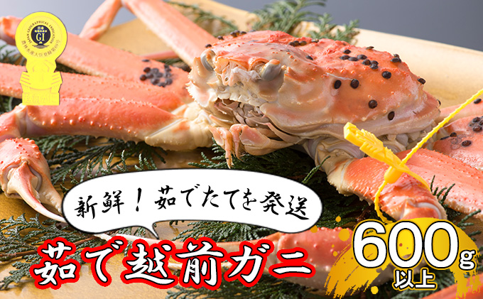 期間限定 茹で 越前ガニ 約600g以上 1杯 年内届け 食通もうなる本場の味をぜひご堪能ください 茹でガニ 越前カニ 越前蟹 ズワイガニ カニ 蟹 ボイルカニ ボイル蟹 魚介 海鮮 限定 福井 福井県 若狭町