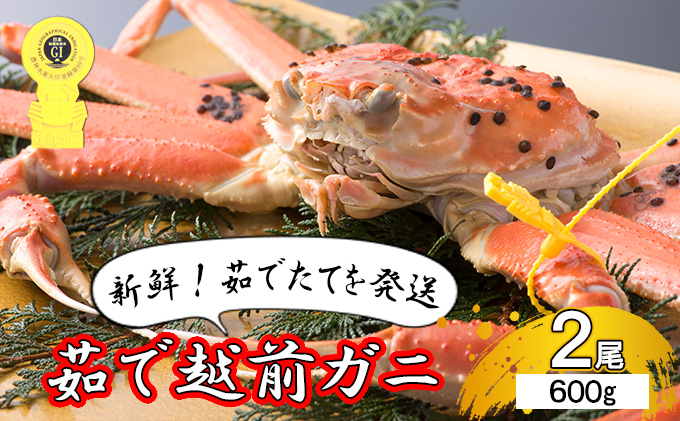 期間限定 茹で 越前ガニ 約600g 2杯 年末配送 食通もうなる本場の味をぜひ、ご堪能ください 越前かに 蟹 カニ かに ボイルカニ ボイル蟹 ポーション ズワイガニ 海鮮 限定 福井 福井県 若狭町